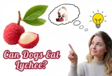 Can Dogs Eat Lychee?
