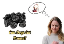 Can dogs eat prunes?