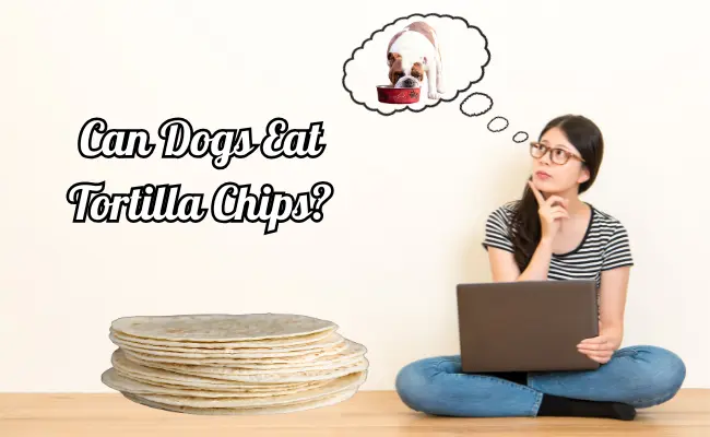 Can Dogs Eat Tortillas?