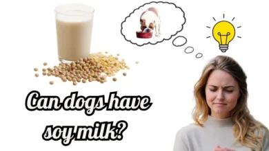 Can dogs have soy milk?