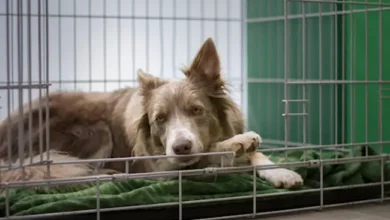 Dog Crate Features Every Pet Owner Should Consider