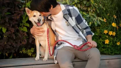 Dogs Coupon Sites to Find Pelsbarn Discount Codes