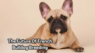 The Future Of French Bulldog Breeding