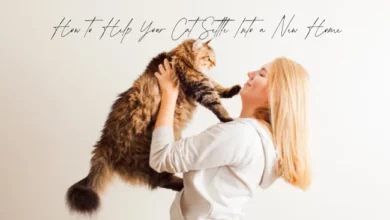How to Help Your Cat Settle Into a New Home