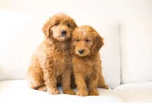 Mini Goldendoodle Breed Overview