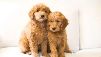 Mini Goldendoodle Breed Overview