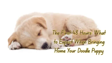 The First 48 Hours: What to Expect When Bringing Home Your Doodle Puppy
