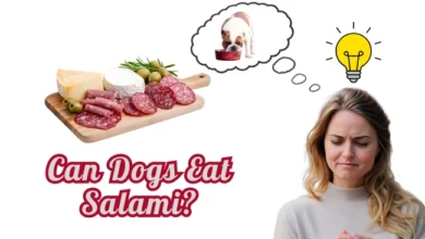 can dogs eat Salami?