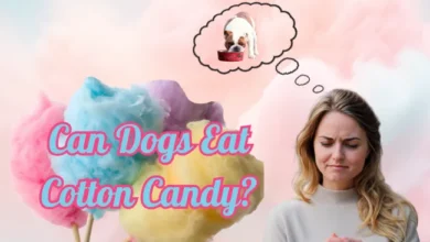 can dogs eat cotton candy?