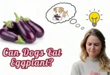 Can Dogs Eat Eggplant?