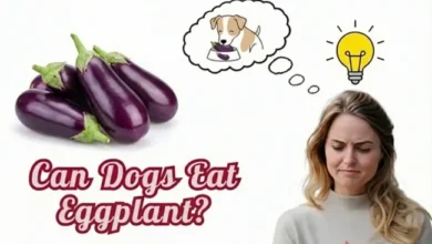 Can Dogs Eat Eggplant?