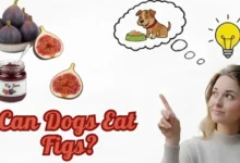 Can Dogs Eat Figs