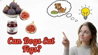 Can Dogs Eat Figs