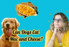 Can Dogs Eat Mac and Cheese?