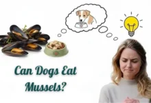 Can Dogs Eat Mussels