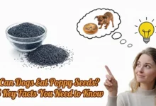 Can Dogs Eat Poppy Seeds