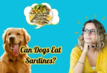Can Dogs Eat Sardines?
