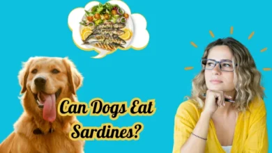 Can Dogs Eat Sardines?