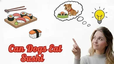 Can Dogs Eat Sushi?