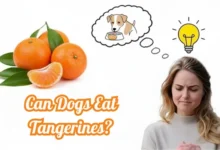 Can Dogs Eat Tangerines?