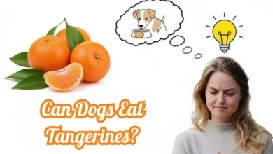 Can Dogs Eat Tangerines?