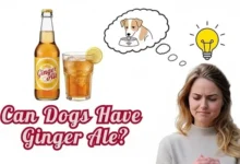 Can Dogs Have Ginger Ale?