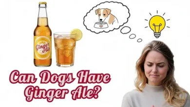 Can Dogs Have Ginger Ale?