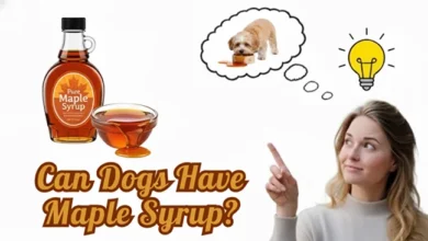 Can Dogs Have Maple Syrup?