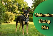 Chihuahua Husky Mix