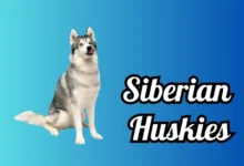 Siberian Huskies
