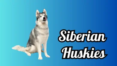 Siberian Huskies