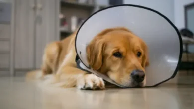 Understanding the Benefits of Neutering for a Healthier Pet