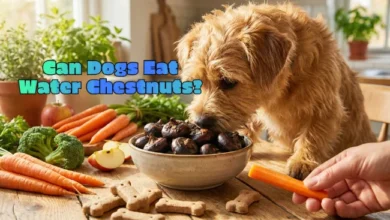 can dogs eat water chestnuts