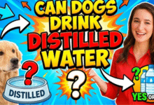 Can Dogs Drink Distilled Water