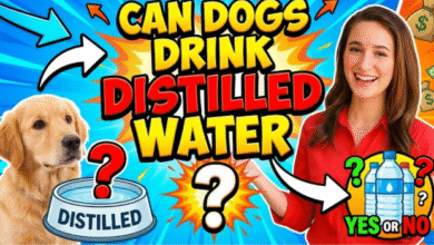 Can Dogs Drink Distilled Water