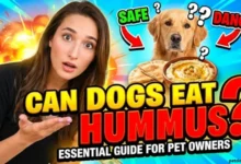 Can Dogs Eat Hummus?