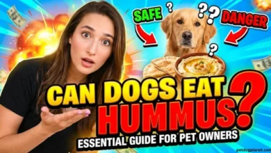 Can Dogs Eat Hummus?