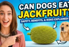 Can Dogs Eat Jackfruit