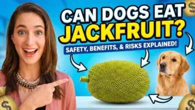 Can Dogs Eat Jackfruit