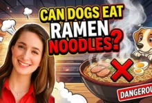Can Dogs Eat Ramen Noodles?