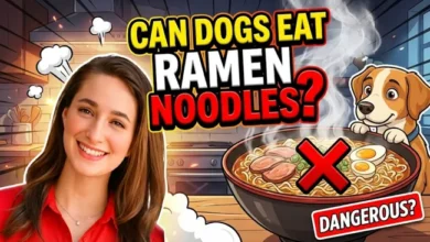 Can Dogs Eat Ramen Noodles?
