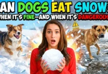 Can Dogs Eat Snow