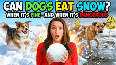 Can Dogs Eat Snow