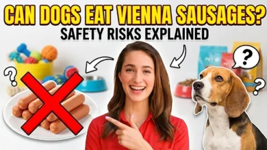 Can Dogs Eat Vienna Sausages?