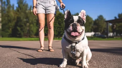 Comfortable Collars & Harnesses
