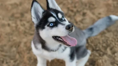 How Collagen Supplements Help Your Dog’s Joints