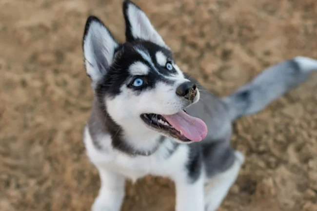 How Collagen Supplements Help Your Dog’s Joints, Skin and Overall Health