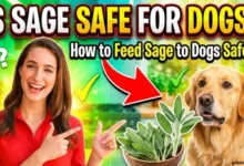 Is Sage Safe for Dogs