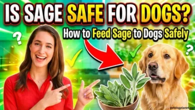 Is Sage Safe for Dogs