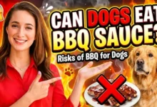 Can Dogs Eat BBQ Sauce